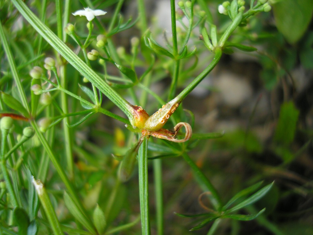 Puccinia-punctata_Galium-anisophyllon