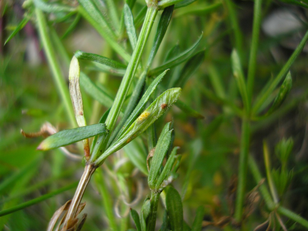 Puccinia-punctata_Galium-anisophyllon