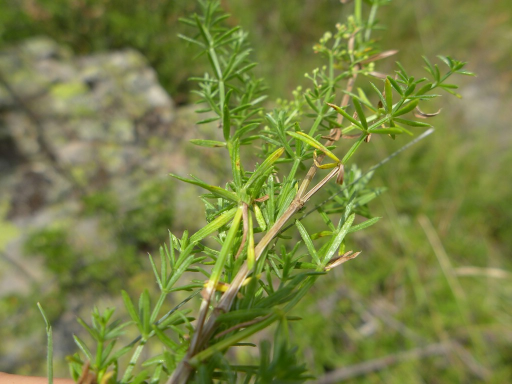 Puccinia punctata_Galium corrudifolium_JKruse (1)