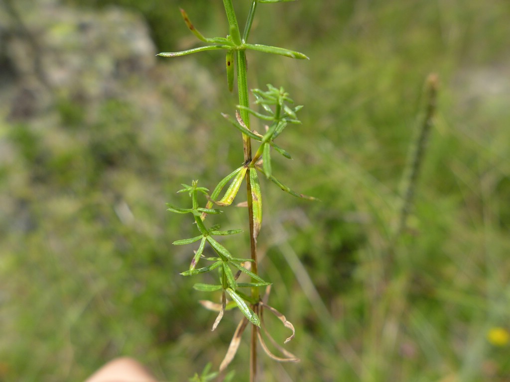 Puccinia punctata_Galium corrudifolium_JKruse (2)