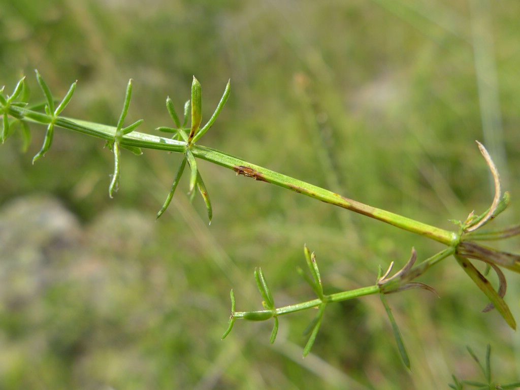 Puccinia punctata_Galium corrudifolium_JKruse (3)