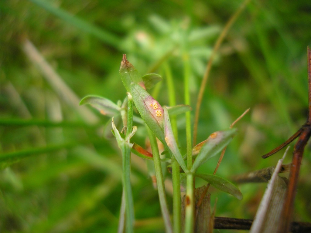 Puccinia-punctata_Galium-palustre