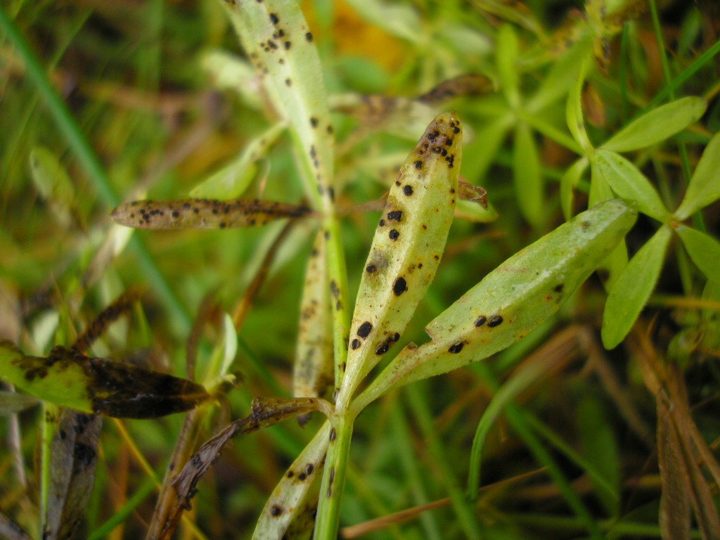 Puccinia-punctata_Galium-palustre