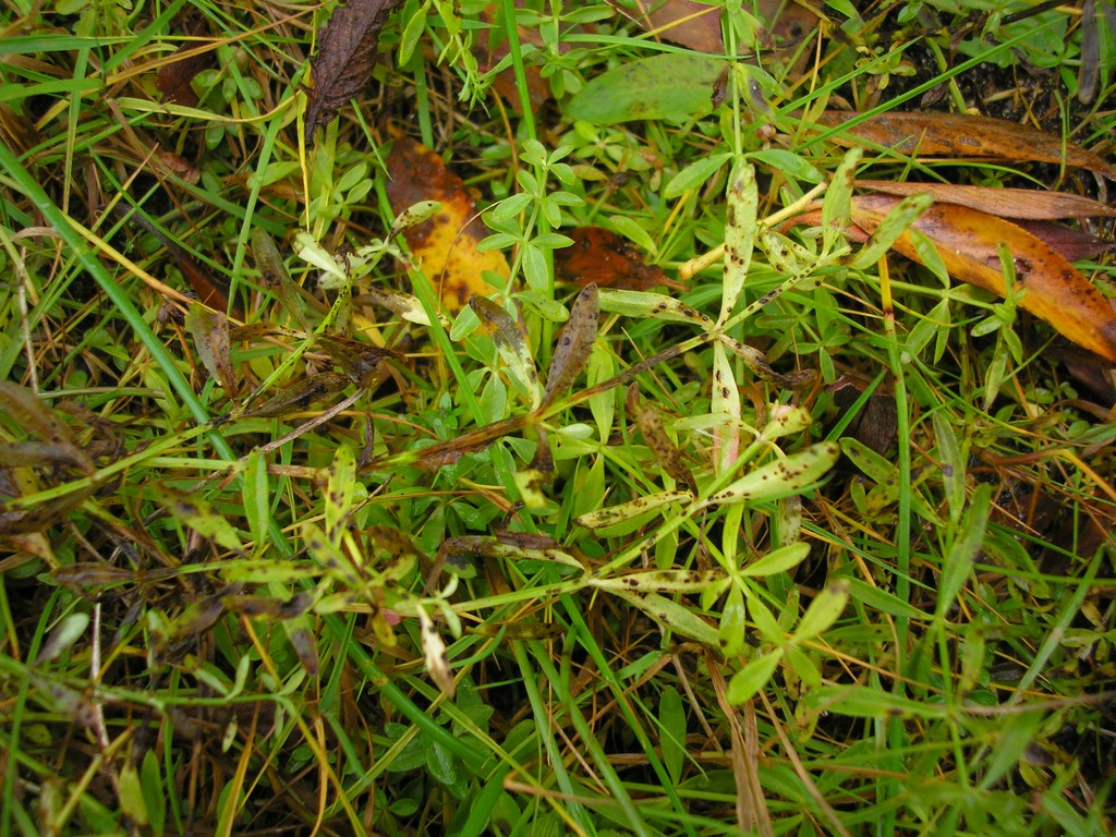 Puccinia-punctata_Galium-palustre