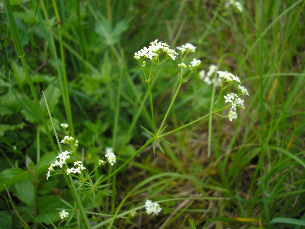 Puccinia-punctata_Galium-pumilum