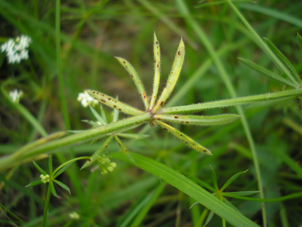 Puccinia-punctata_Galium-pumilum