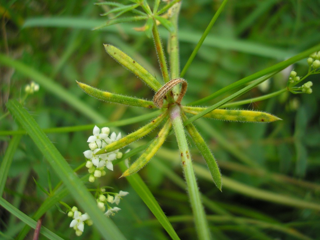 Puccinia-punctata_Galium-pumilum