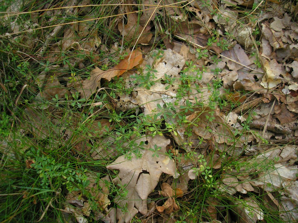 Puccinia-punctata_Galium-saxatile