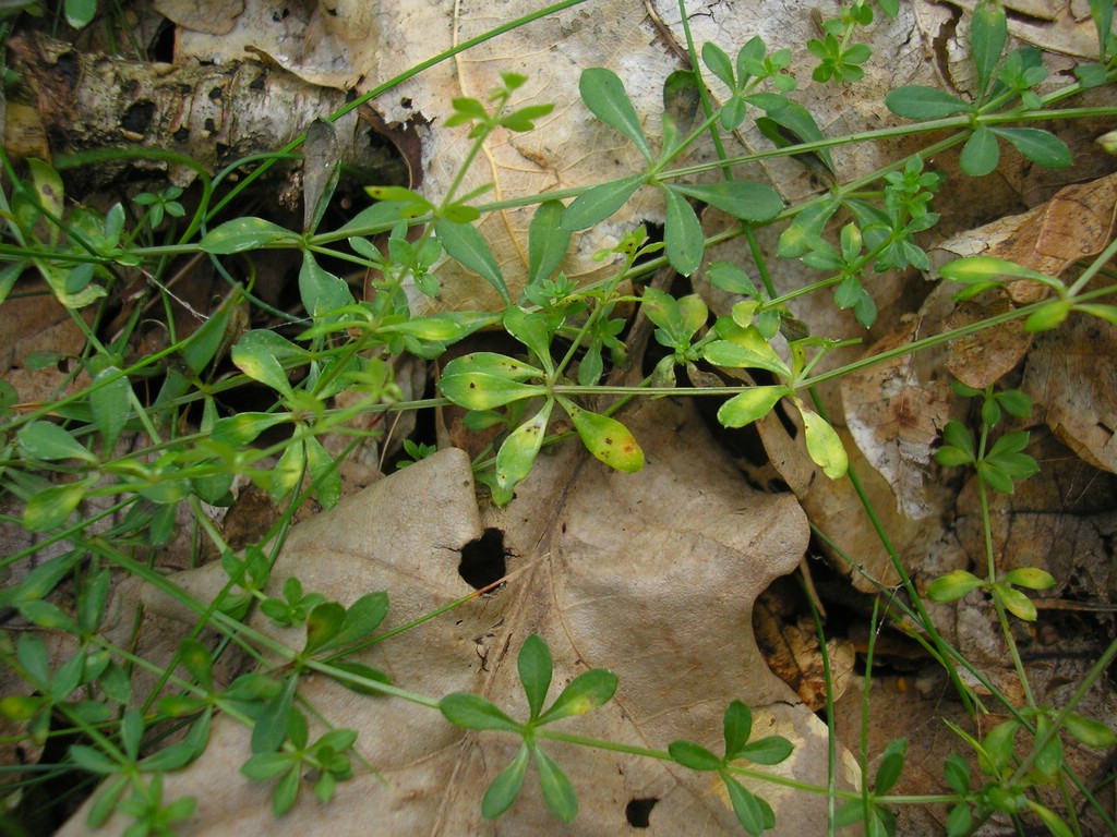 Puccinia-punctata_Galium-saxatile