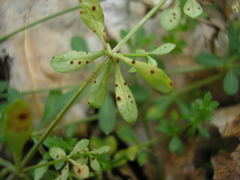 Puccinia-punctata_Galium-saxatile