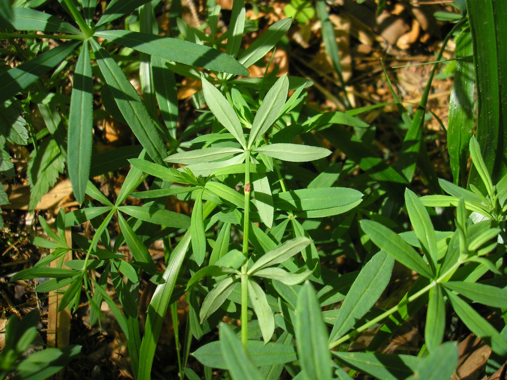 Puccinia-punctata_Galium-schultesii