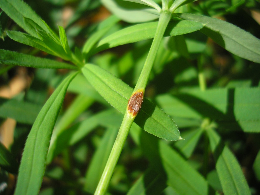 Puccinia-punctata_Galium-schultesii