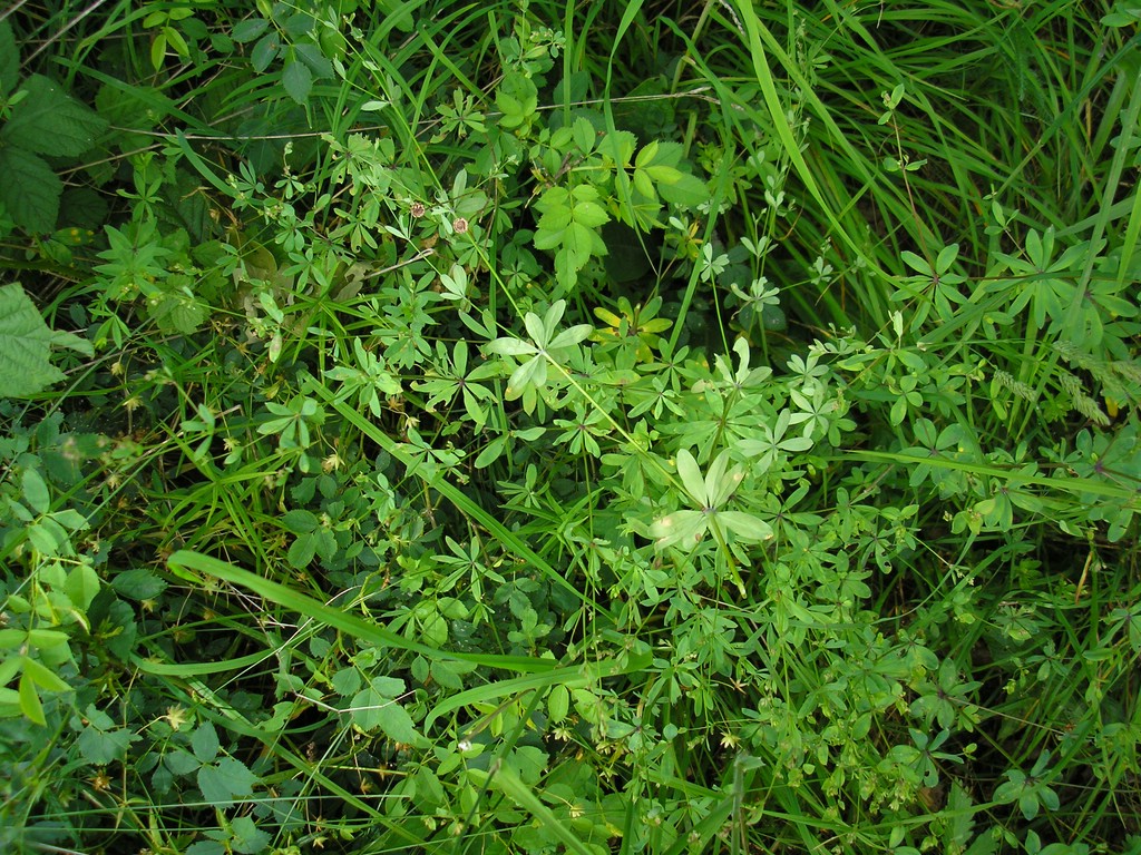 Puccinia-punctata_Galium-sylvaticum