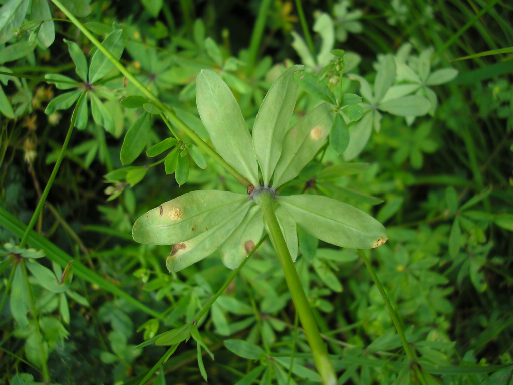 Puccinia-punctata_Galium-sylvaticum