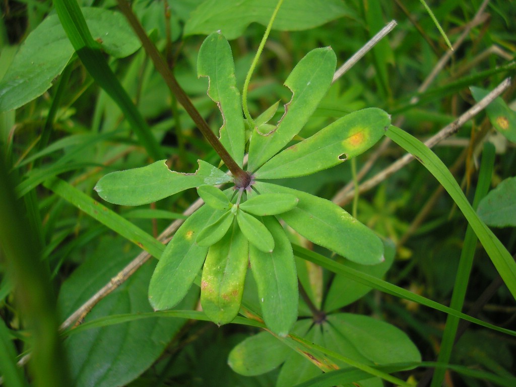 Puccinia-punctata_Galium-sylvaticum