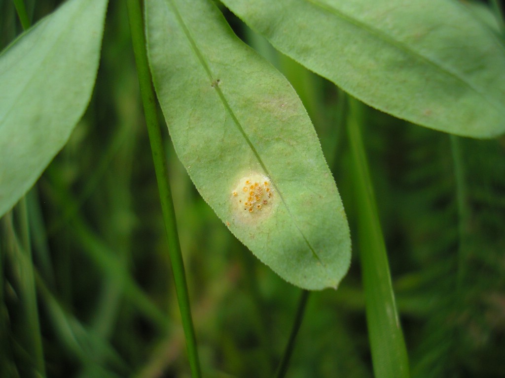 Puccinia-punctata_Galium-sylvaticum