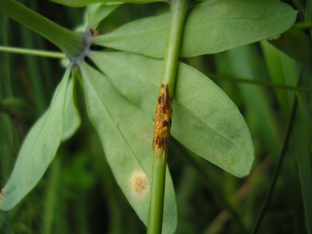 Puccinia-punctata_Galium-sylvaticum