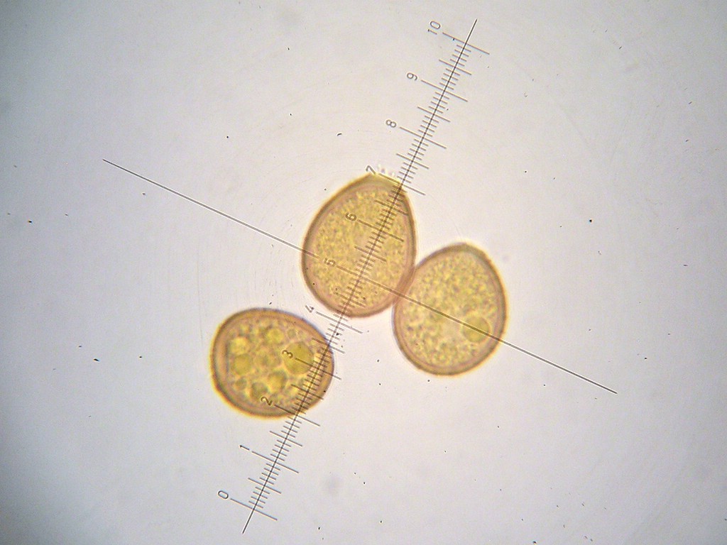 Puccinia-punctata_Galium-sylvaticum