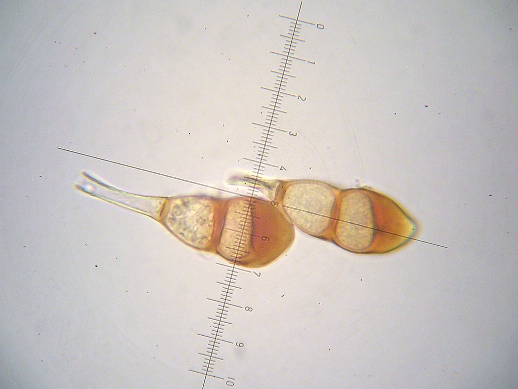 Puccinia-punctata_Galium-sylvaticum