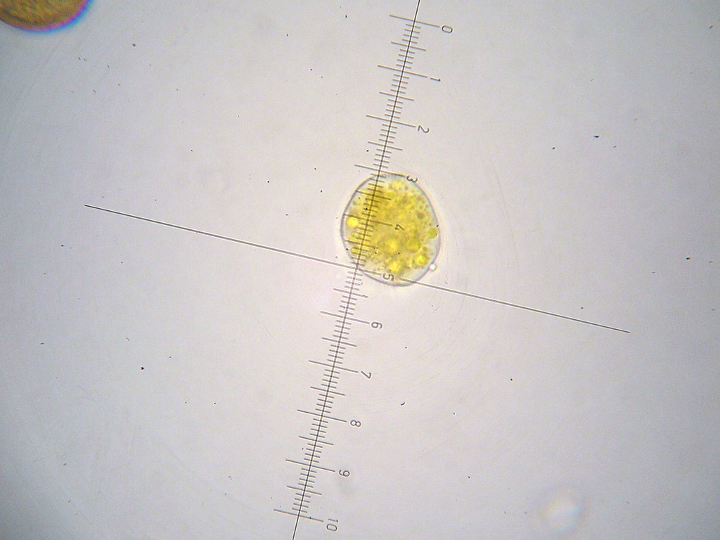 Puccinia-punctata_Galium-sylvaticum