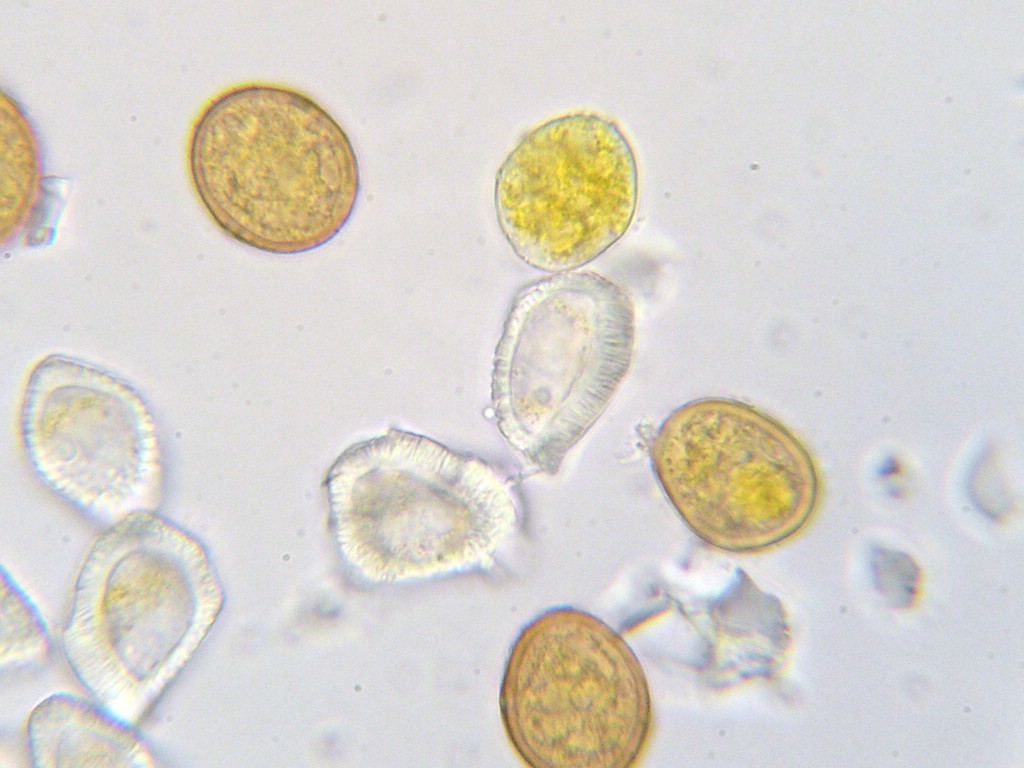 Puccinia-punctata_Galium-sylvaticum