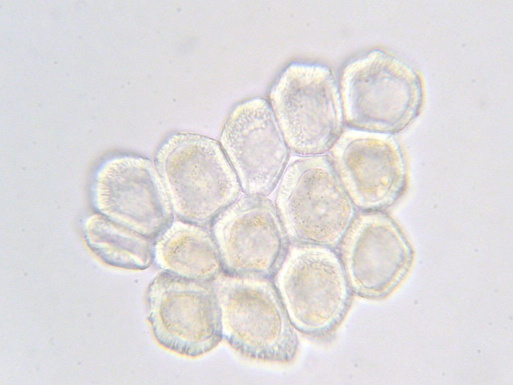 Puccinia-punctata_Galium-sylvaticum