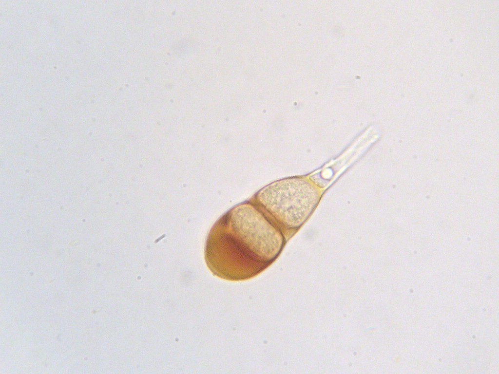 Puccinia-punctata_Galium-sylvaticum