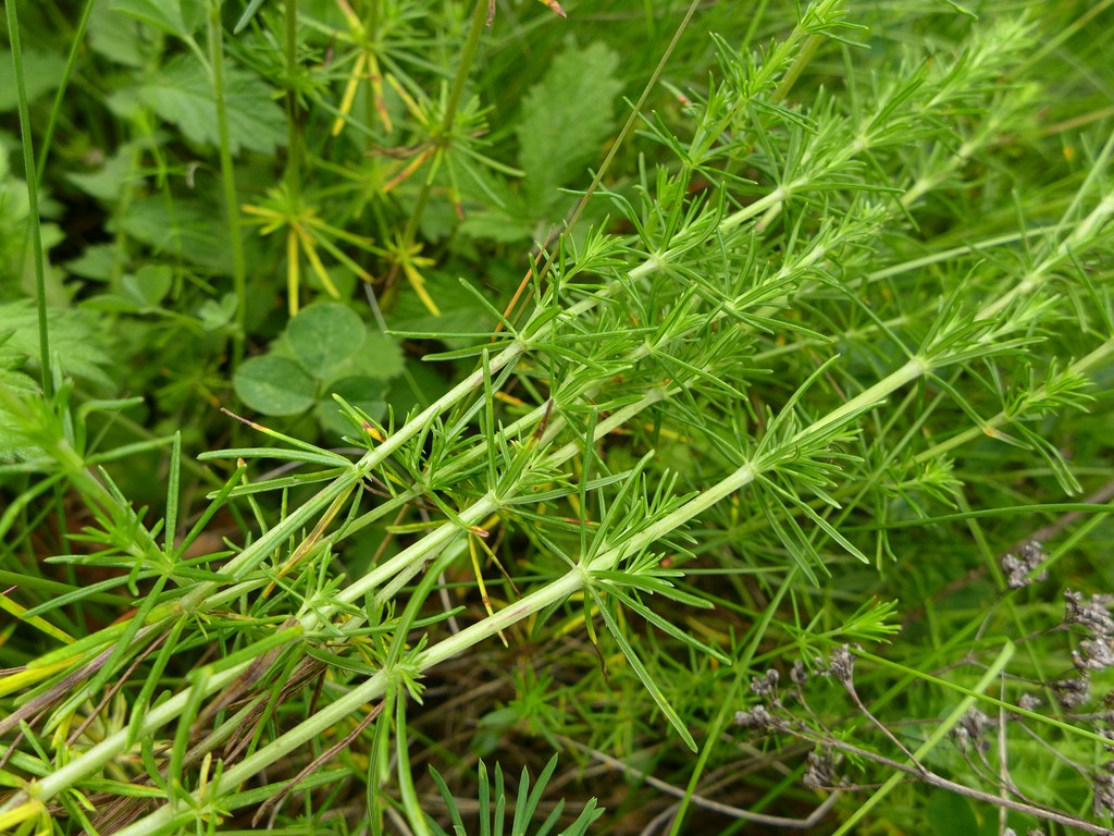 Puccinia punctata_Galium verum_JKruse (1)