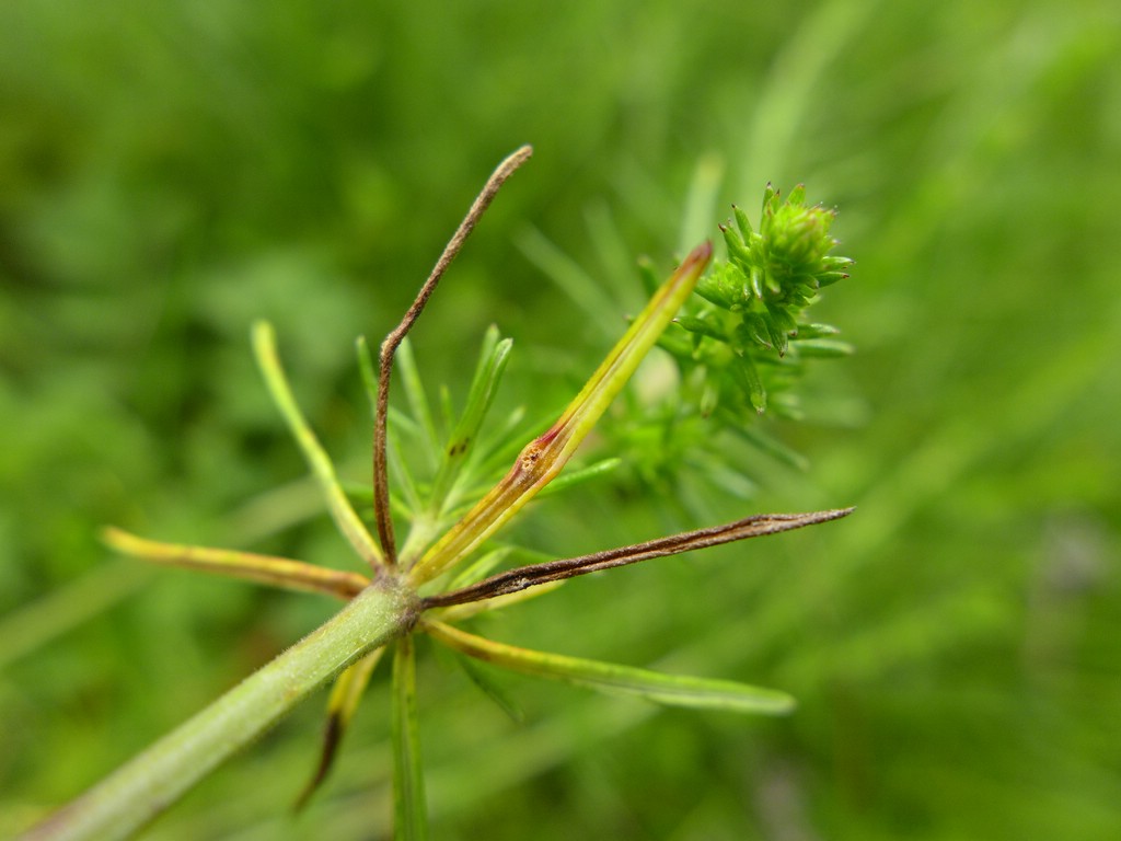 Puccinia punctata_Galium verum_JKruse (2)