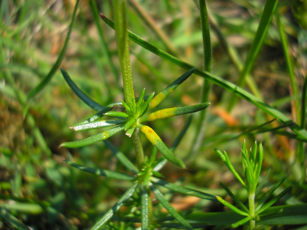 Puccinia-punctata_Galium-verum