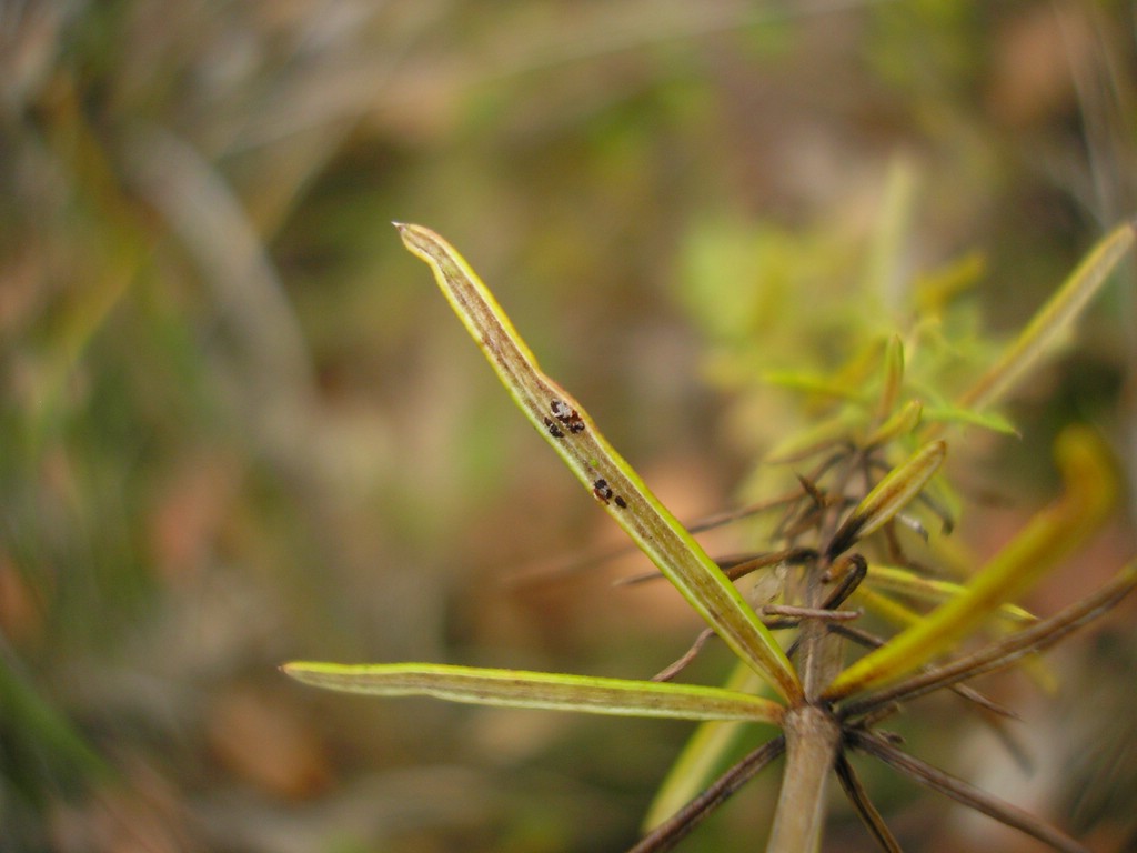 Puccinia-punctata_Galium-verum