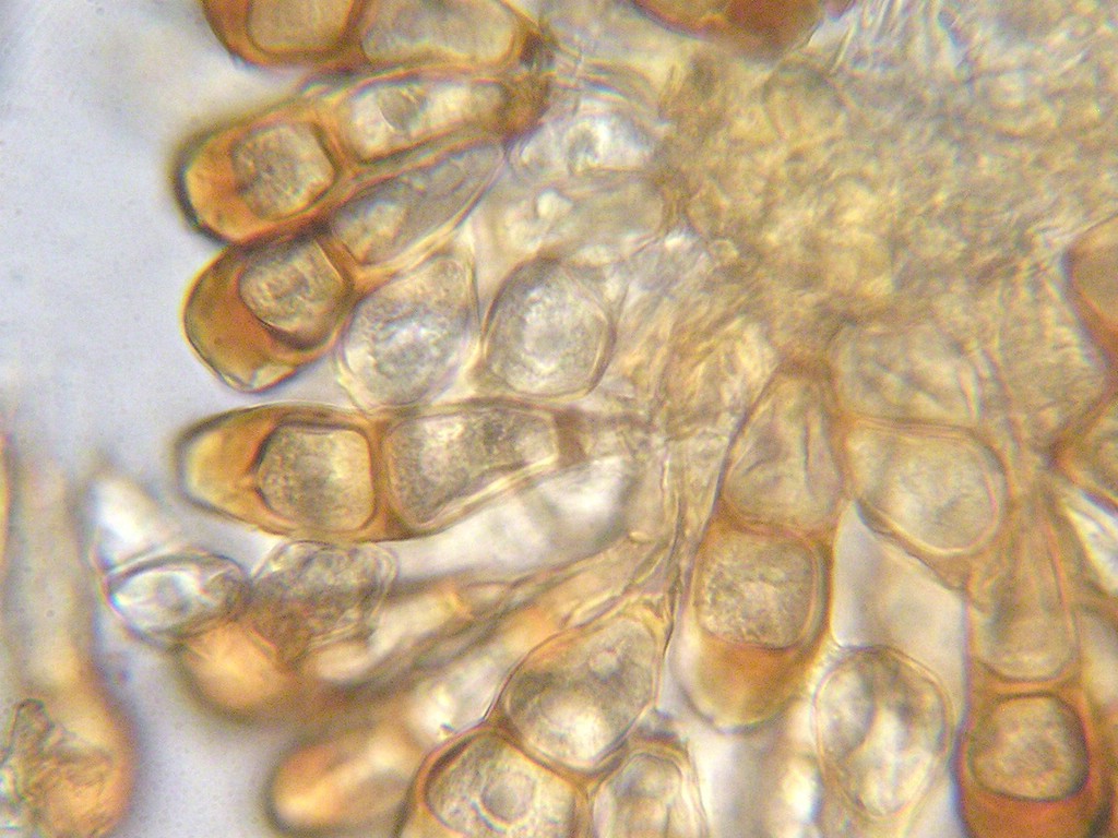 Puccinia-punctata_Galium-verum