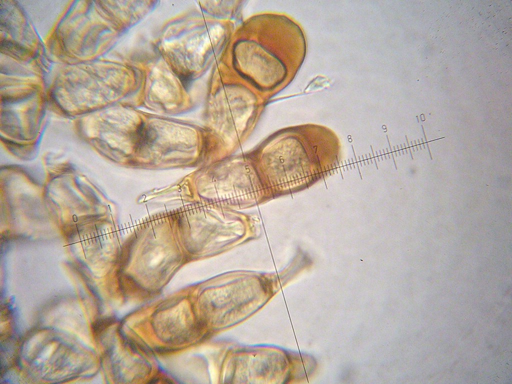 Puccinia-punctata_Galium-verum