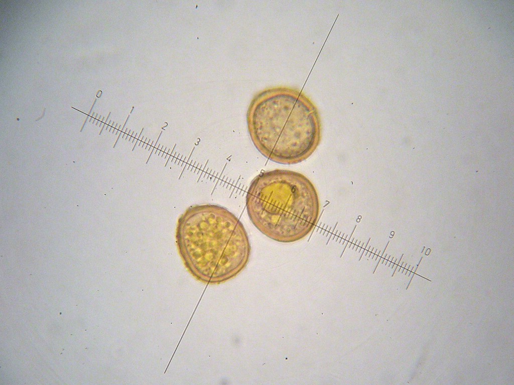 Puccinia-punctata_Galium-verum