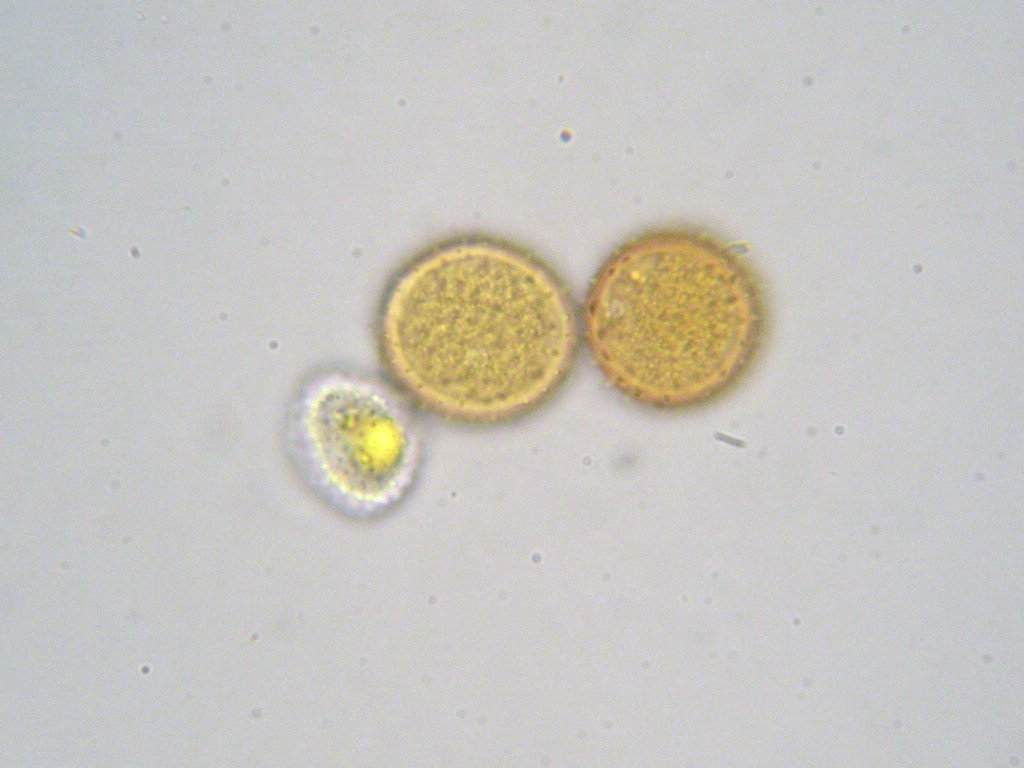Puccinia-punctata_Galium-verum
