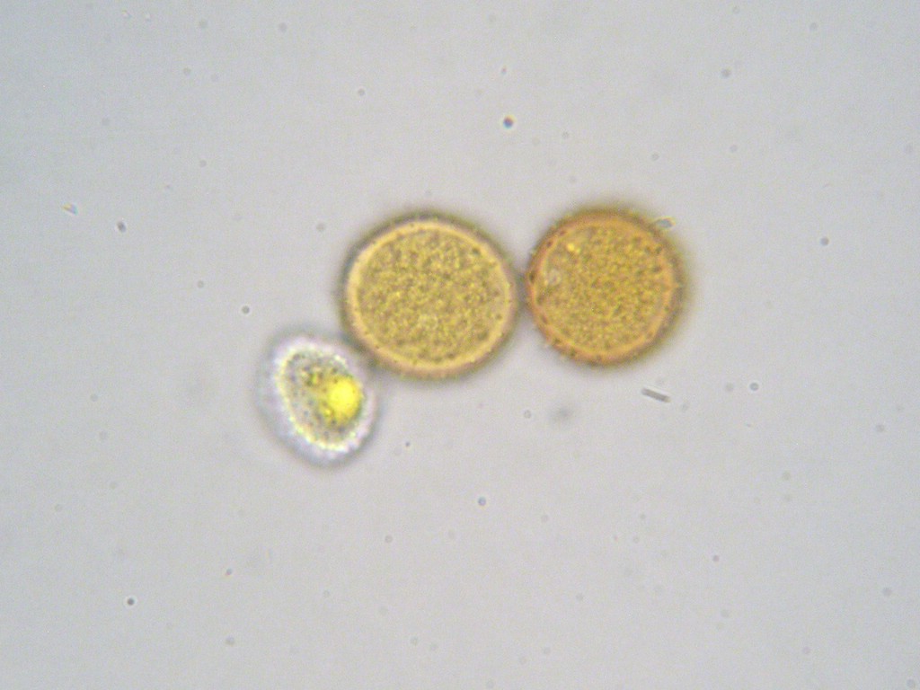 Puccinia-punctata_Galium-verum