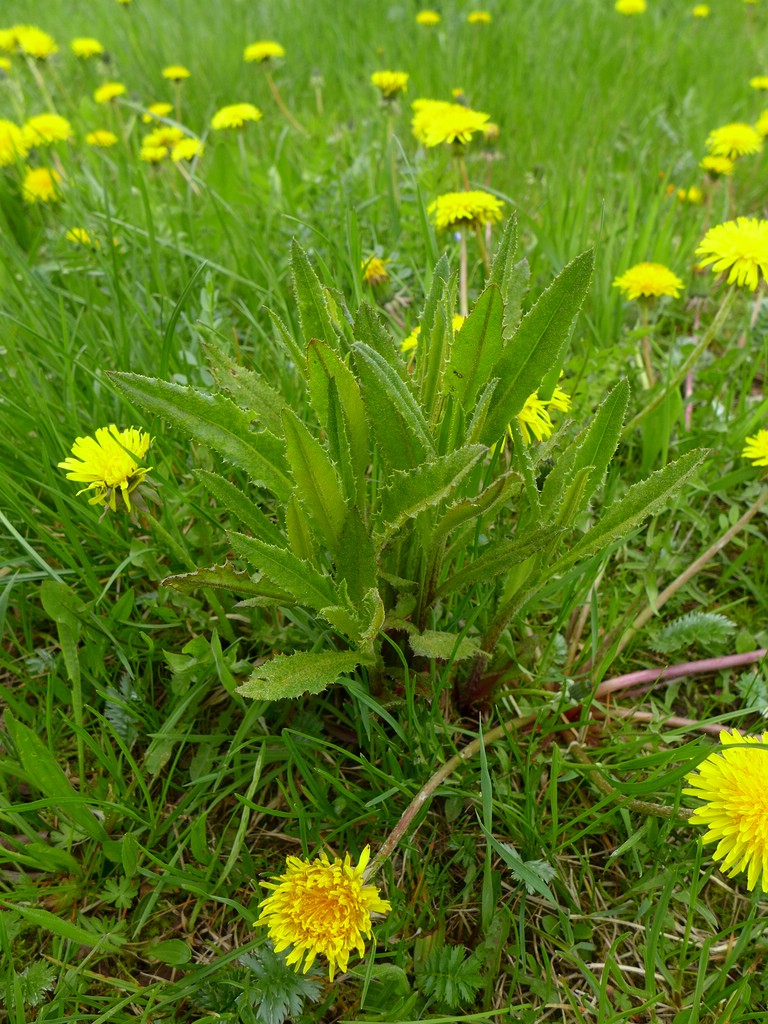 Puccinia punctiformis_Cirsium arvense_JKruse (1)