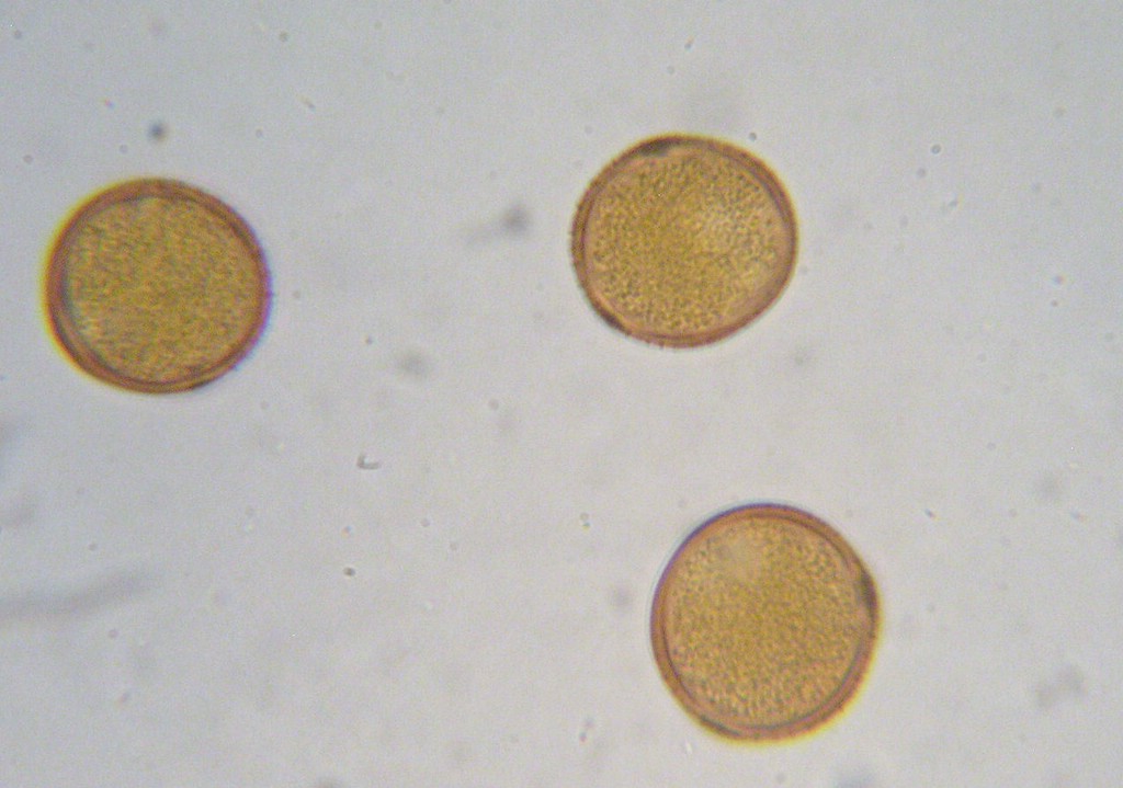 Puccinia-punctiformis_Cirsium-arvense