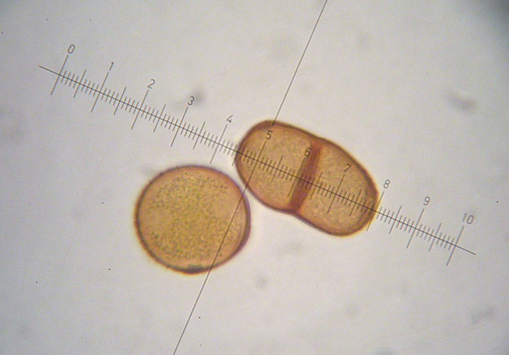 Puccinia-punctiformis_Cirsium-arvense