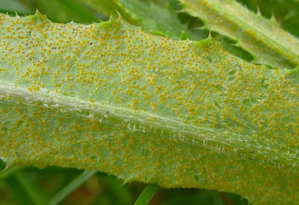 Puccinia punctiformis_Cirsium arvense_JKruse (2)