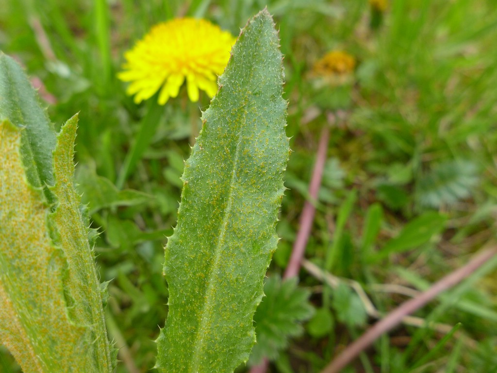 Puccinia punctiformis_Cirsium arvense_JKruse (3)