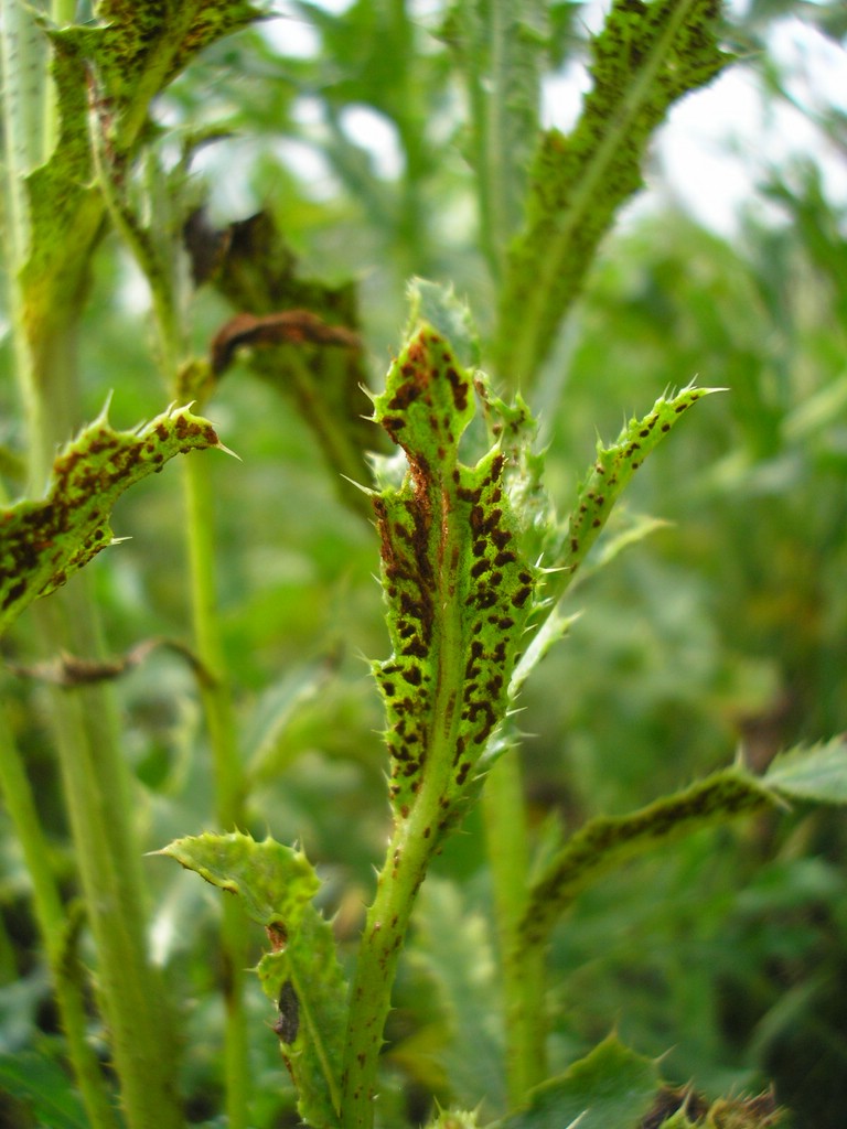 Puccinia-punctiformis_Cirsium-arvense