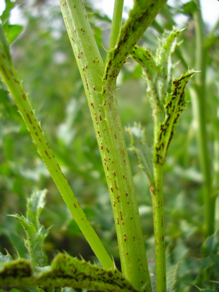 Puccinia-punctiformis_Cirsium-arvense