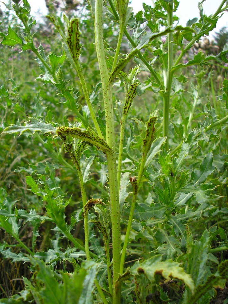 Puccinia-punctiformis_Cirsium-arvense