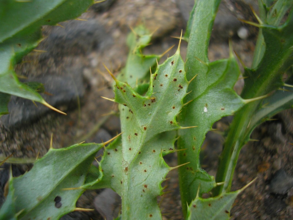 Puccinia-punctiformis_Cirsium-arvense