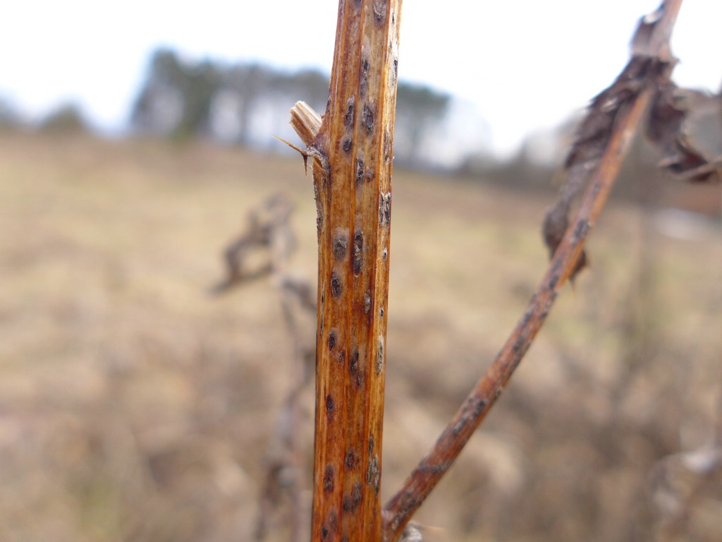 Puccinia punctiformis_Cirsium arvense_JKruse (8a)