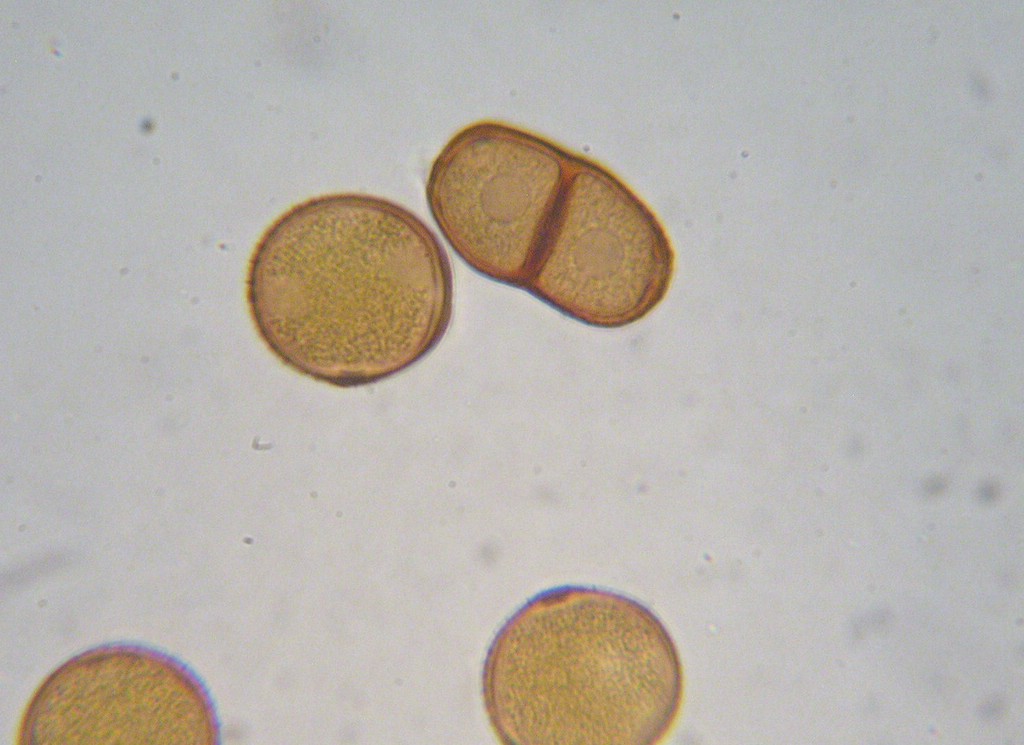 Puccinia-punctiformis_Cirsium-arvense