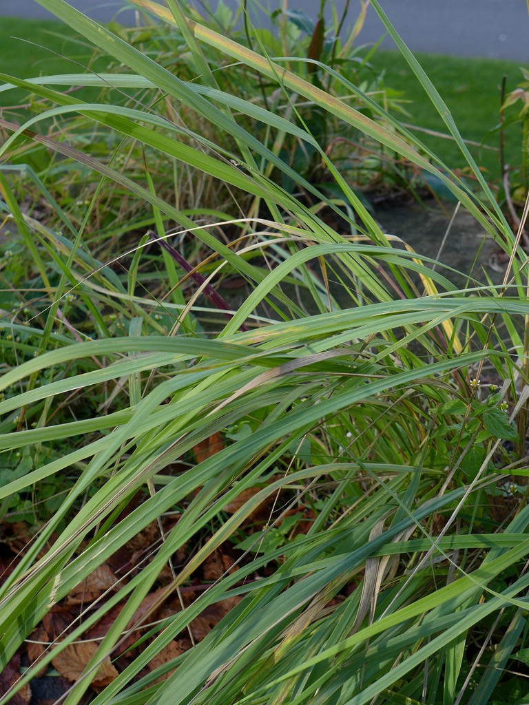 Puccinia pygmaea_Calamagrostis epigejos_JKruse (1)