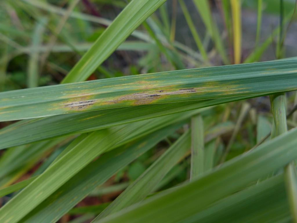 Puccinia pygmaea_Calamagrostis epigejos_JKruse (2)