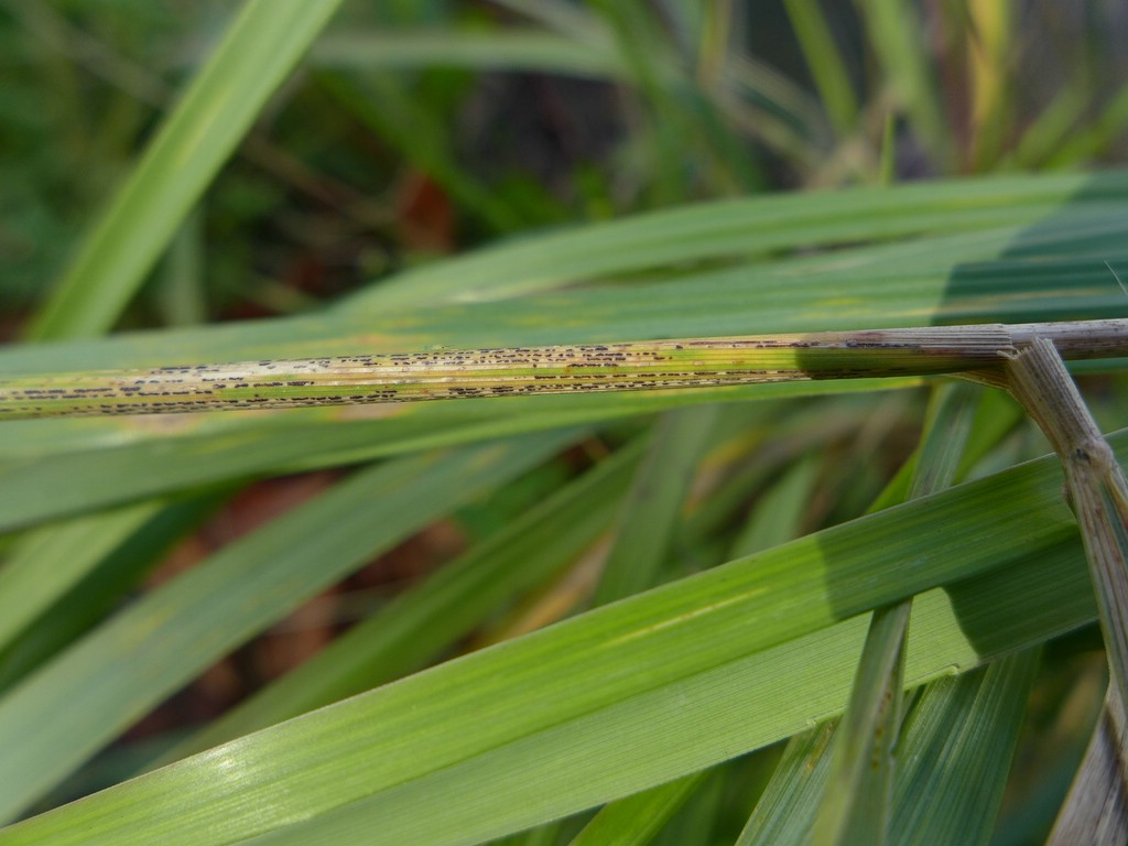 Puccinia pygmaea_Calamagrostis epigejos_JKruse (3)